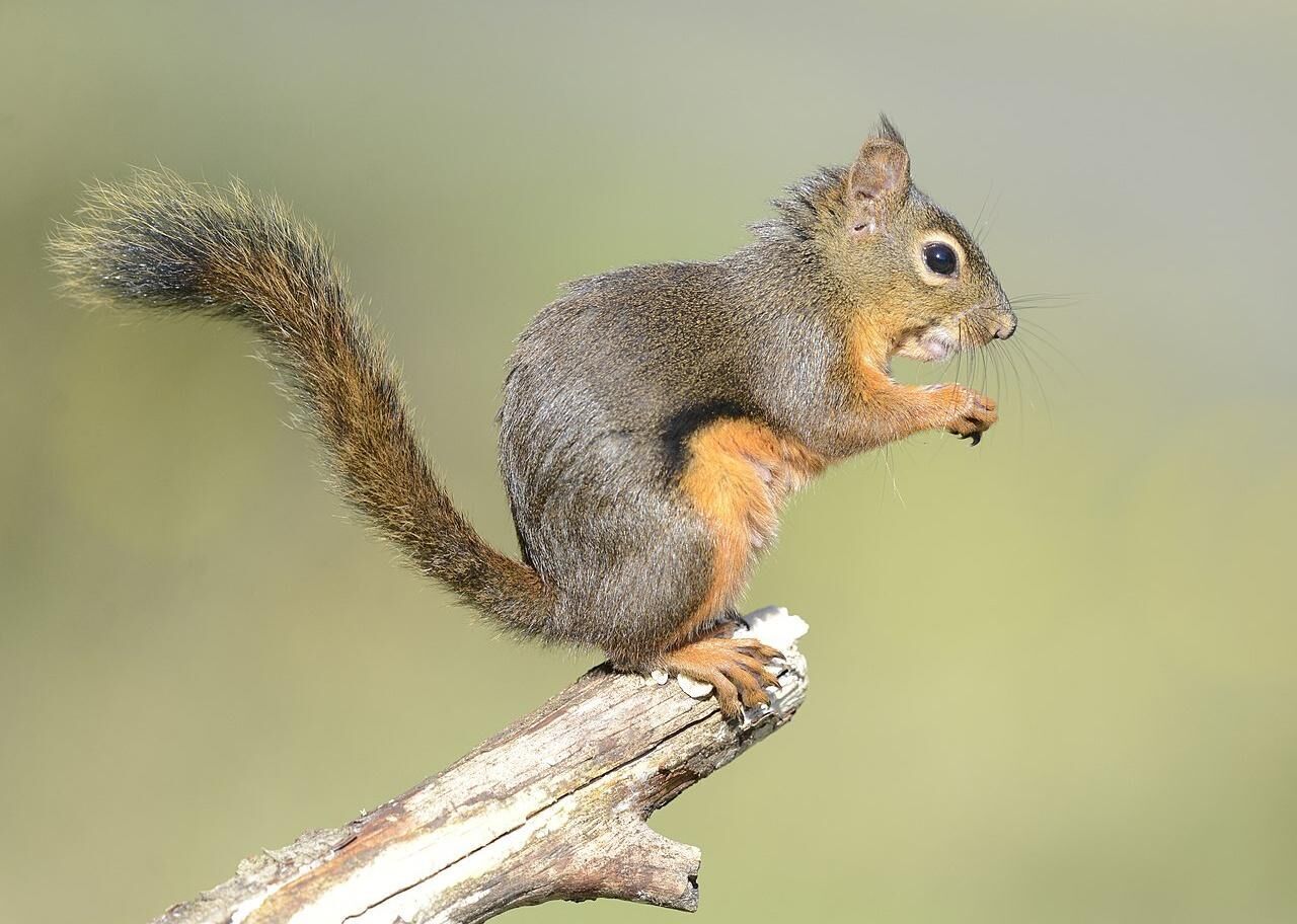 Answer #6: What is a squirrel?